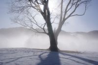 冬のナラの一本木